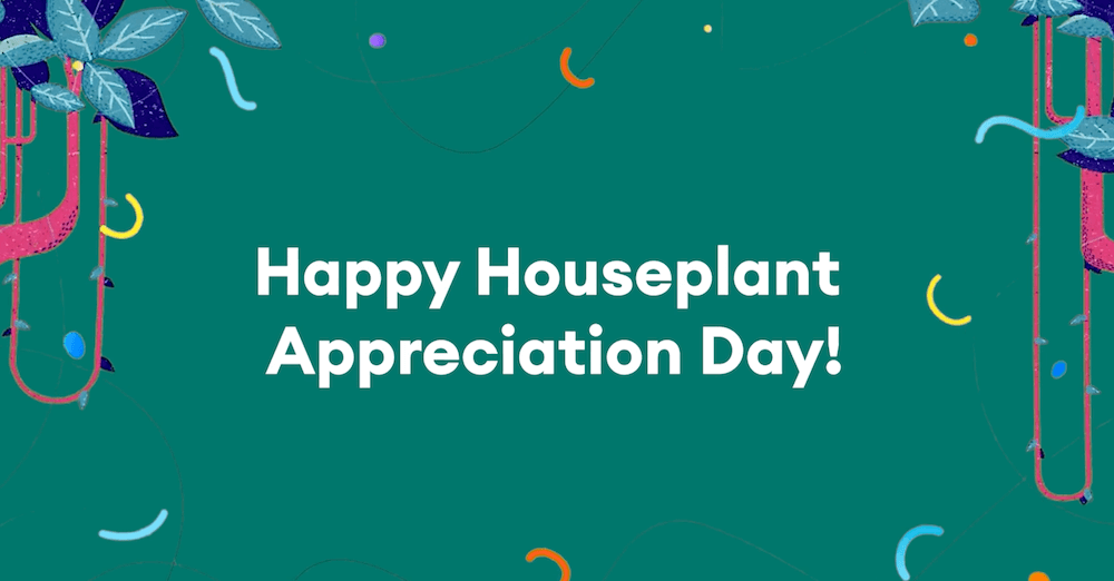 Houseplant Appreciation Day video thumbnail